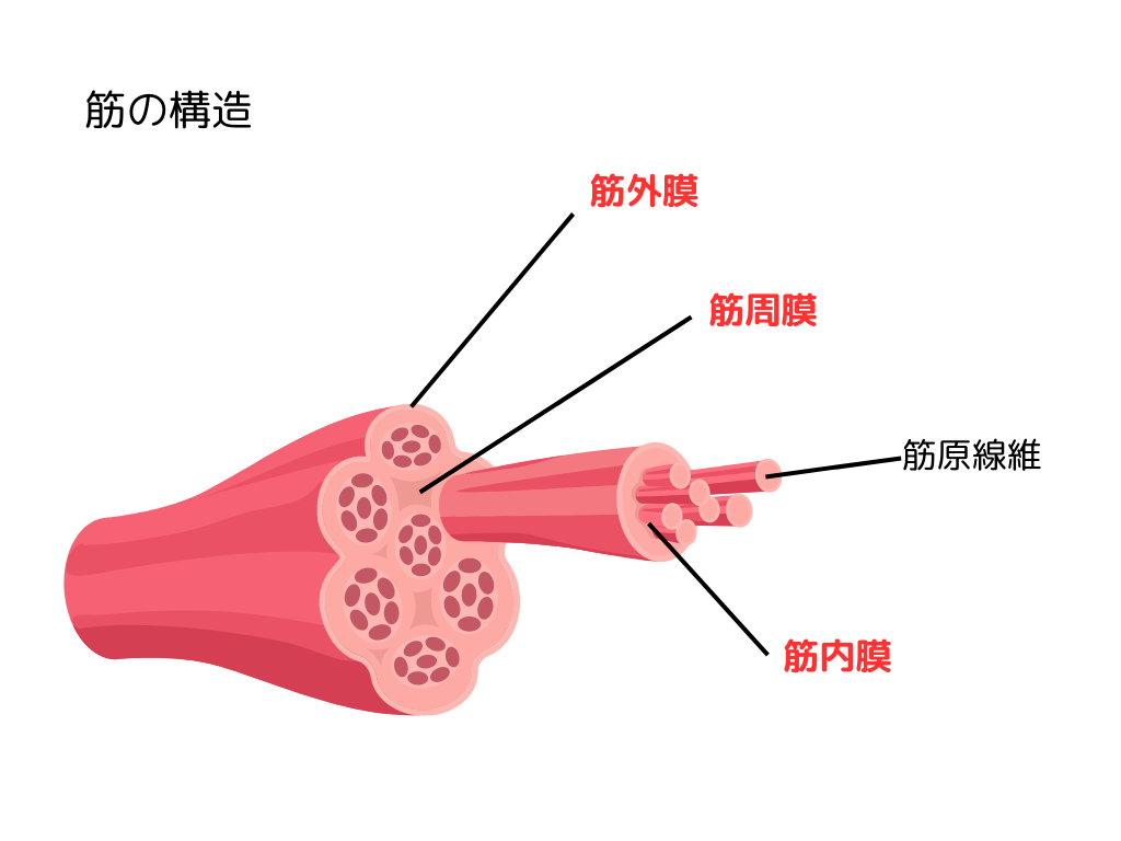 筋の構造